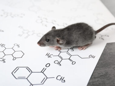 GSK alpha, mouse model