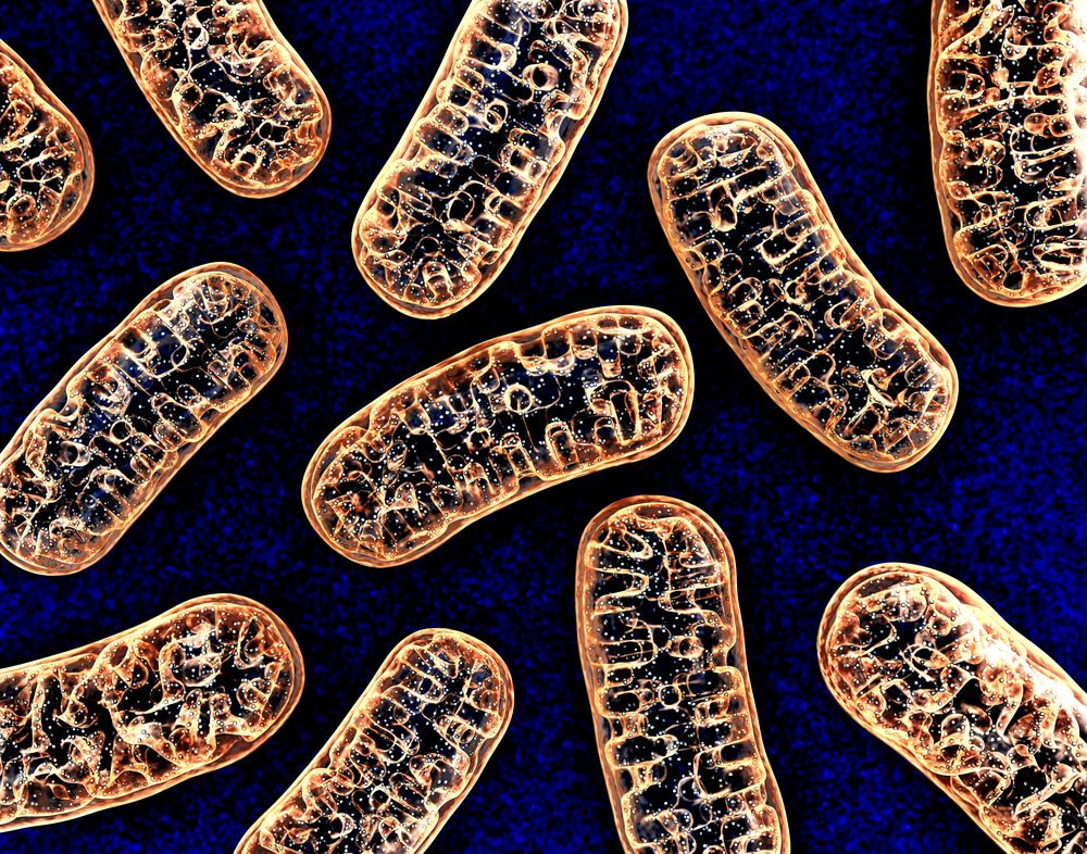 Mitochondrial Deficits In Children With >> Defective Mitochondria Could Explain Neurological Impairment In Mitochondrial Deficits In Children With >> Defective Mitochondria Could Explain Neurological Impairment In