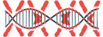 Illustration of chromosomes.